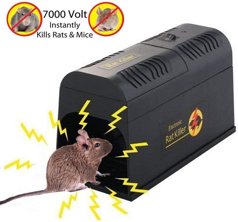 The most effective pest control for rodents