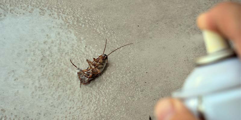 Comparing professional pest control services and DIY methods