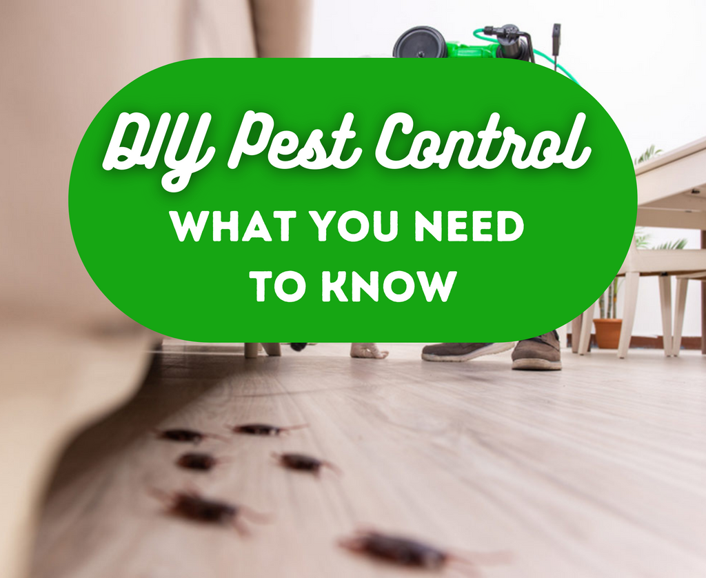 Effective DIY pest control solutions for common household pests