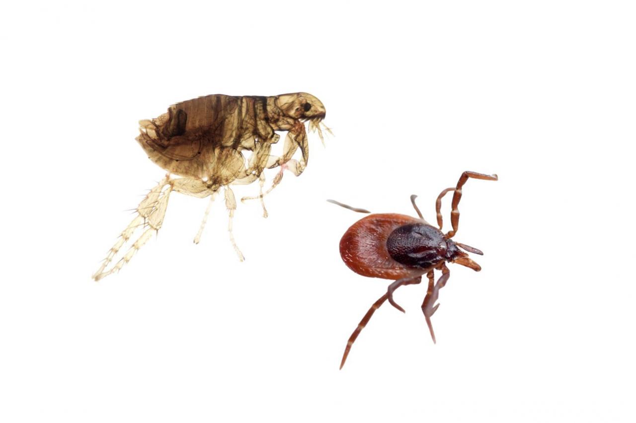 Pet safe pest control methods for fleas and ticks