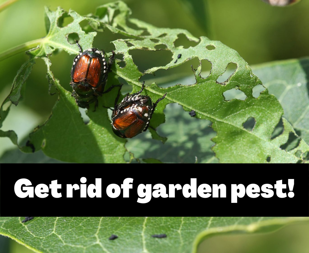 Pests plant rid