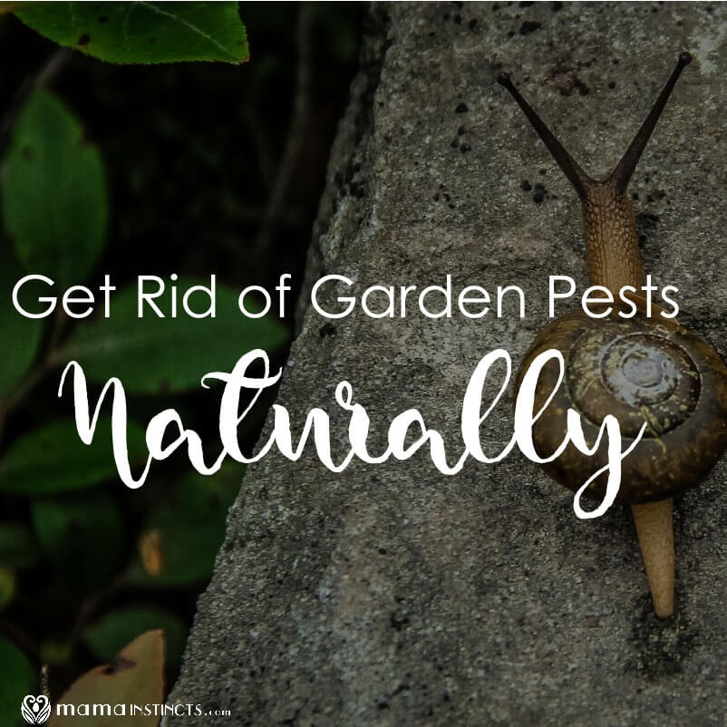 Organic pest control options for gardens and yards