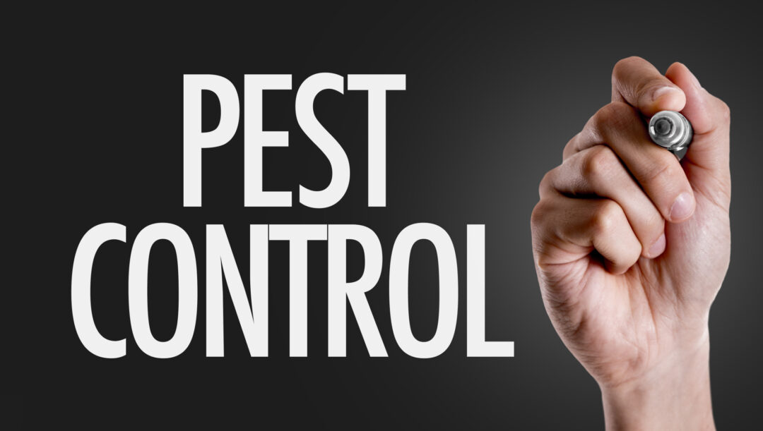 Dealing with pest infestations in older homes