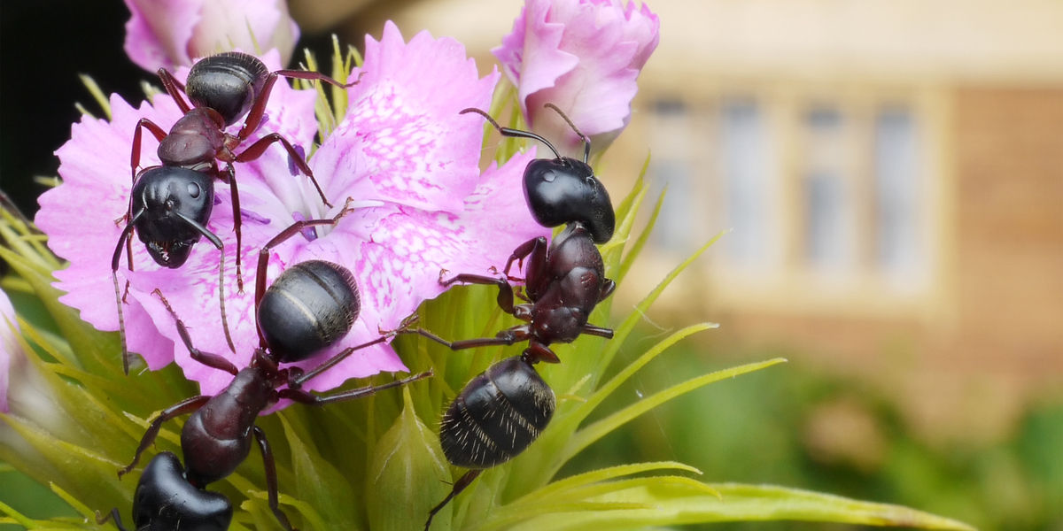 How to get rid of ants naturally without chemicals