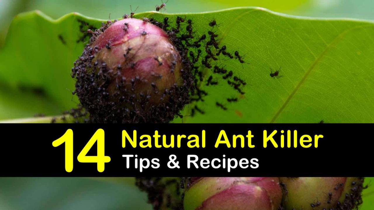 How to get rid of ants naturally without chemicals